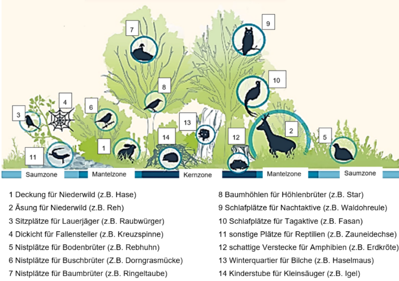 Schematische Darstellung von Saum-, Mantel- und Kernzonen mit Pflanzen, Tieren und Beschriftungen